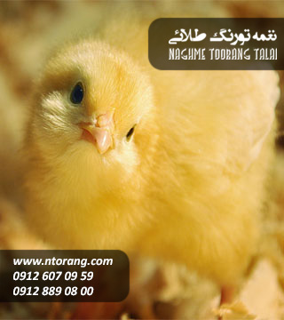 فروش جوجه یکروزه گوشتی نژاد پلاس